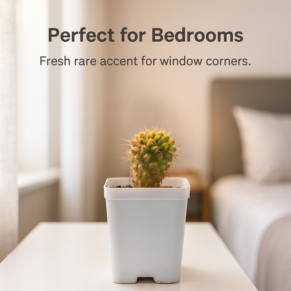 Mammillaria compressa variegated