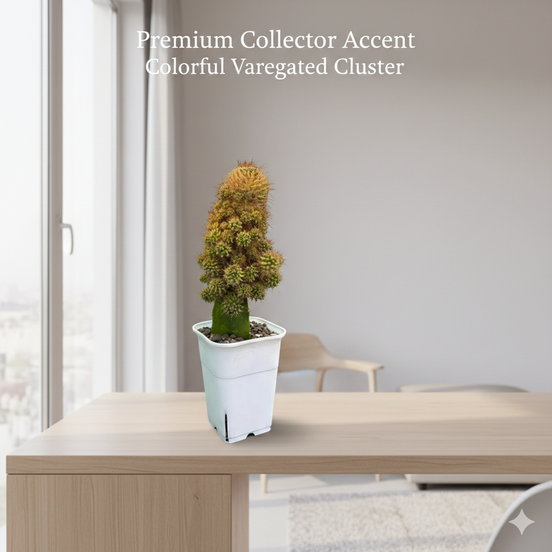 Mammillaria compressa variegated