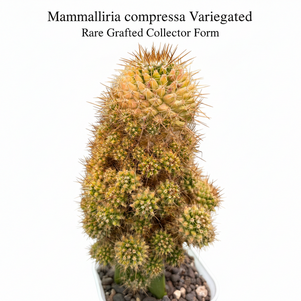 Mammillaria compressa variegated