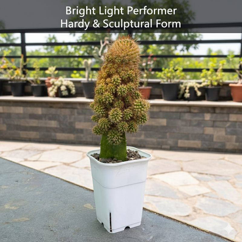 Mammillaria compressa variegated