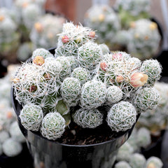 Mammillaria gracilis
