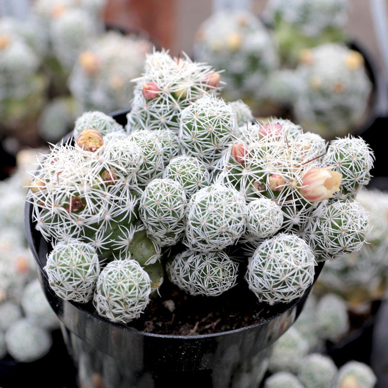 Mammillaria gracilis