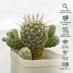 Mammillaria gracilis