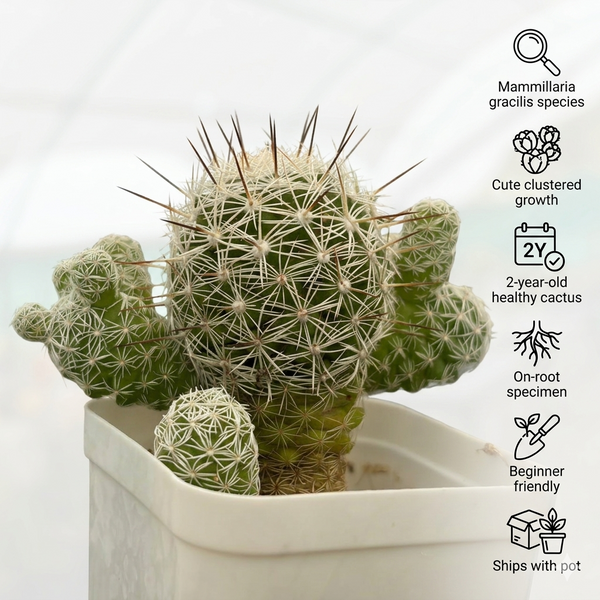 Mammillaria gracilis