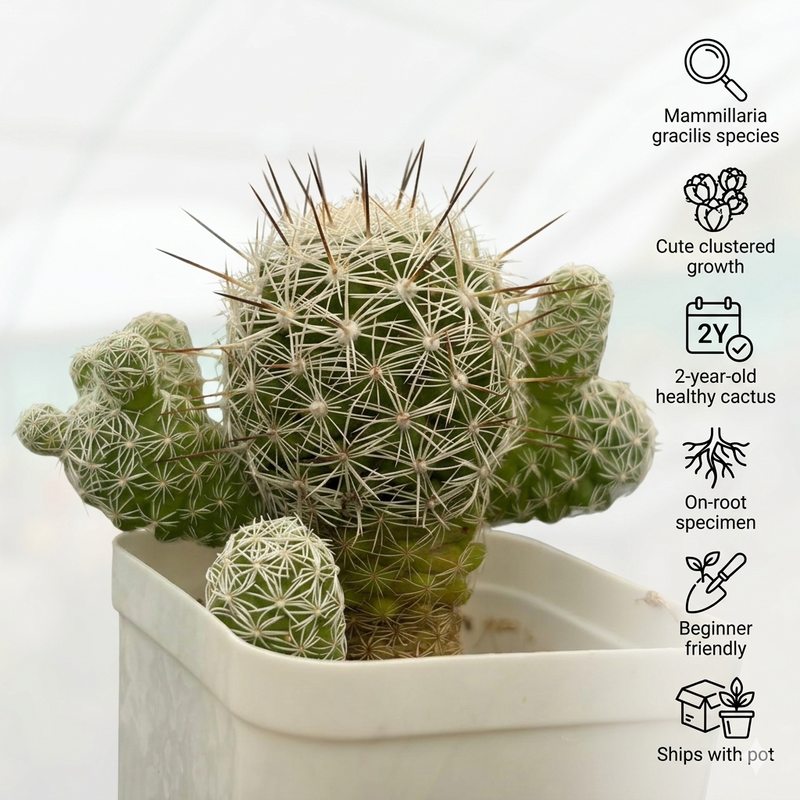 Mammillaria gracilis
