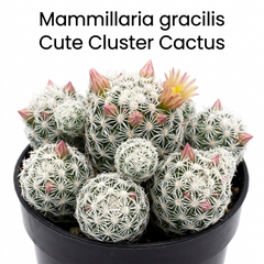 Mammillaria gracilis
