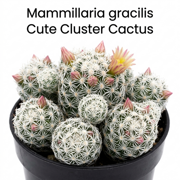 Mammillaria gracilis