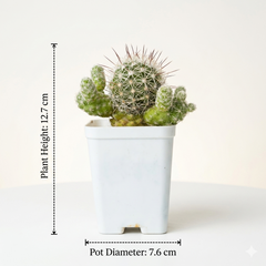 Mammillaria gracilis