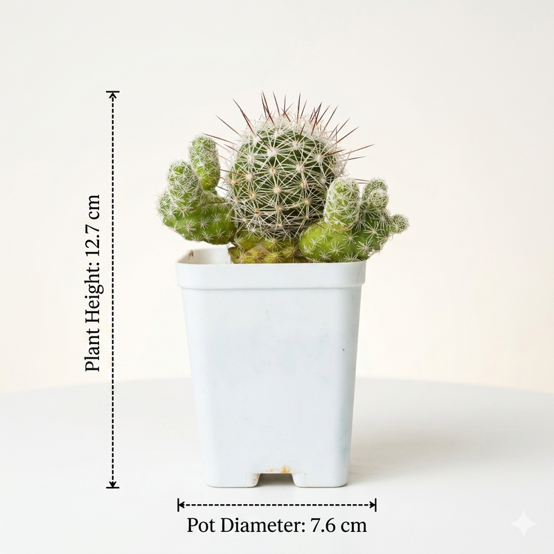 Mammillaria gracilis
