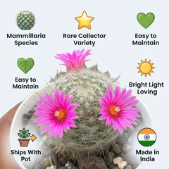 Mammillaria guelzowiana