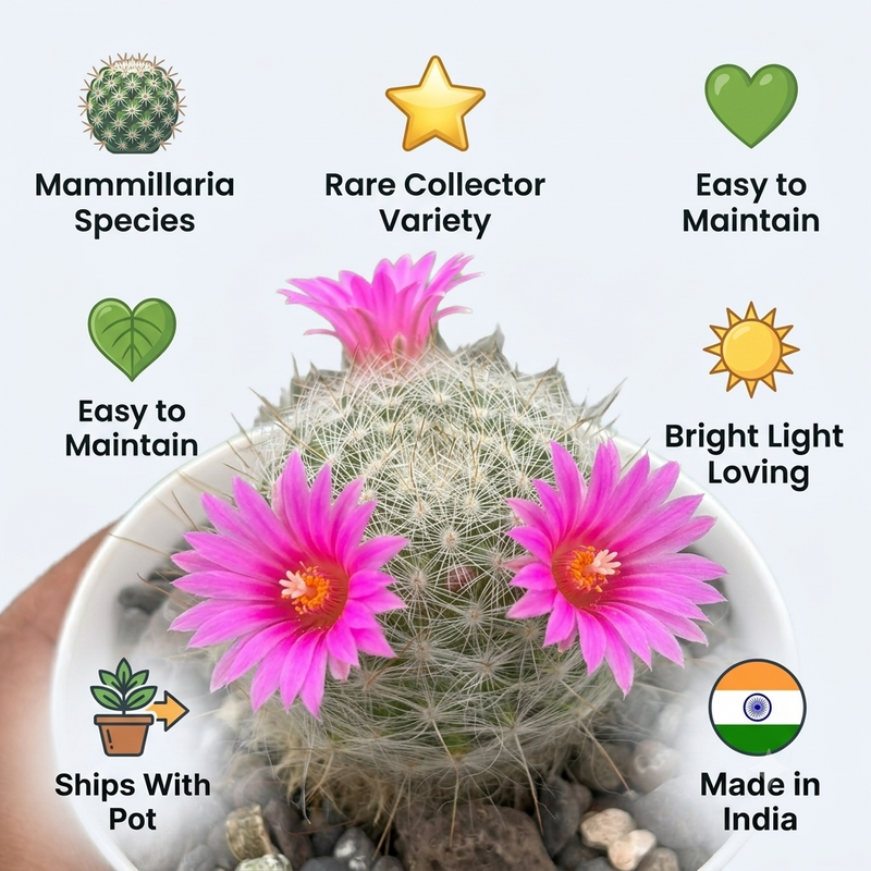 Mammillaria guelzowiana