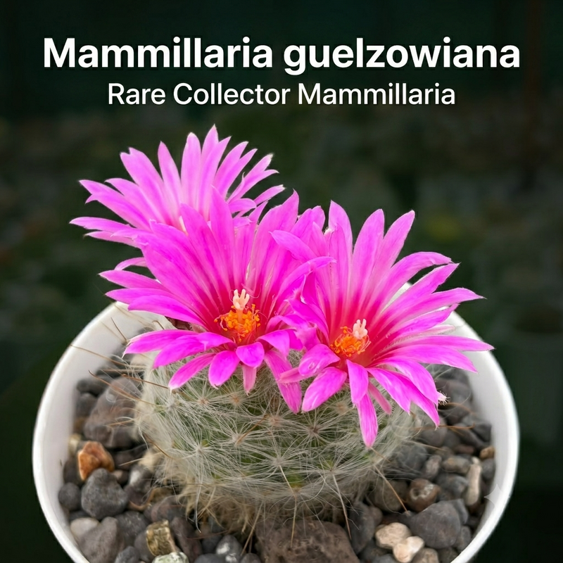 Mammillaria guelzowiana