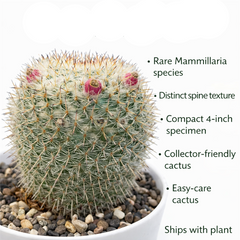 Mammillaria hahniana