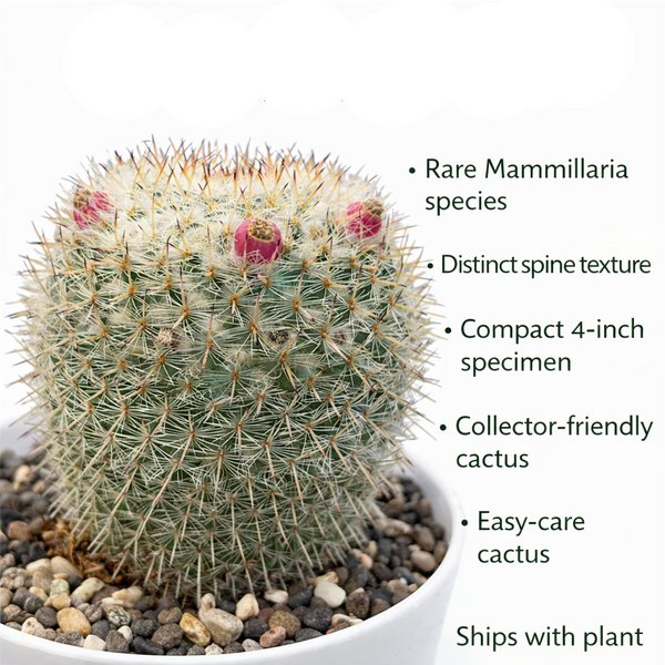 Mammillaria hahniana