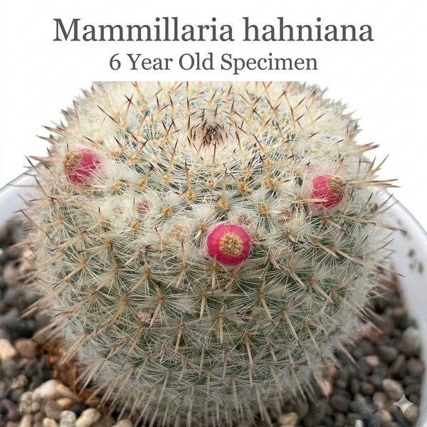 Mammillaria hahniana