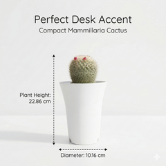 Mammillaria hahniana