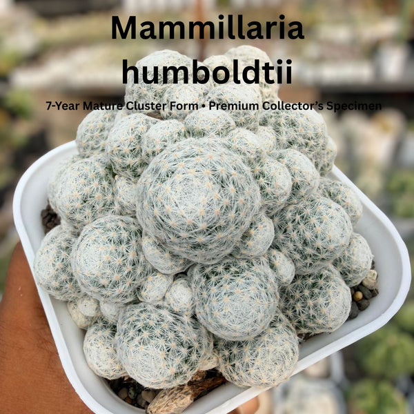 Mammillaria humboldtii