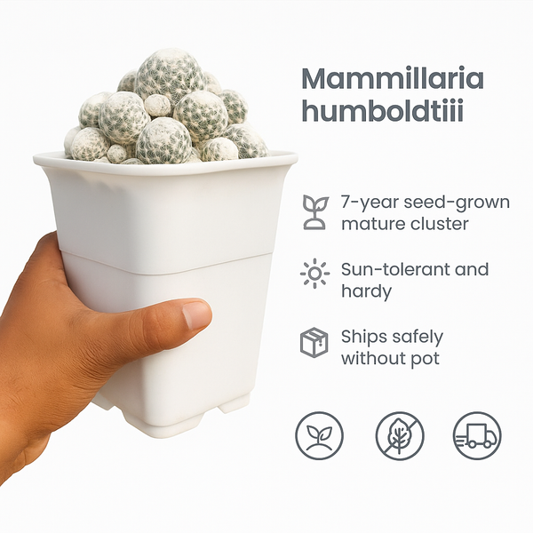 Mammillaria humboldtii