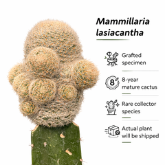 Mammillaria lasiacantha