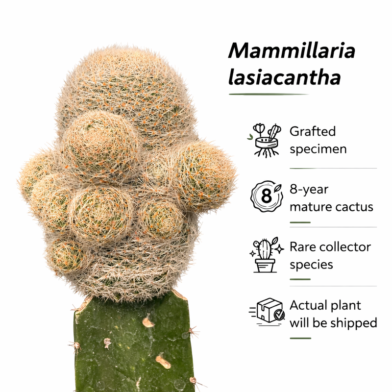 Mammillaria lasiacantha