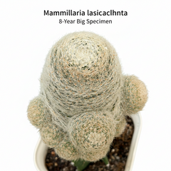 Mammillaria lasiacantha