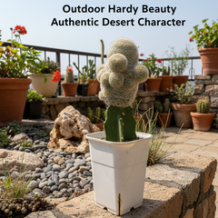 Mammillaria lasiacantha