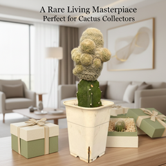 Mammillaria lasiacantha