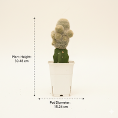 Mammillaria lasiacantha