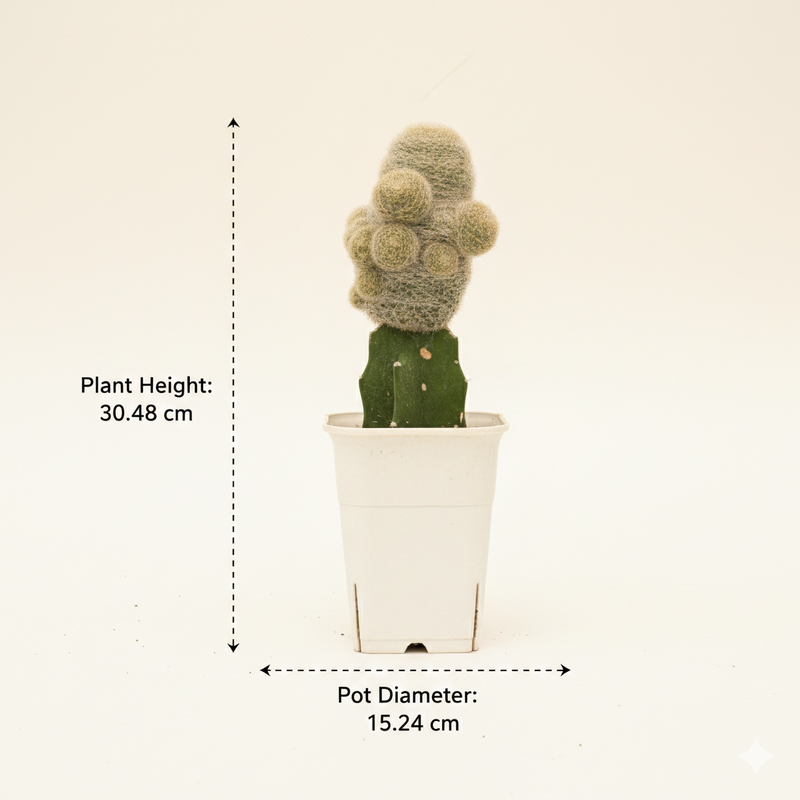 Mammillaria lasiacantha