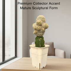 Mammillaria lasiacantha