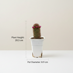 Mammillaria spinosissima f. rubrispina