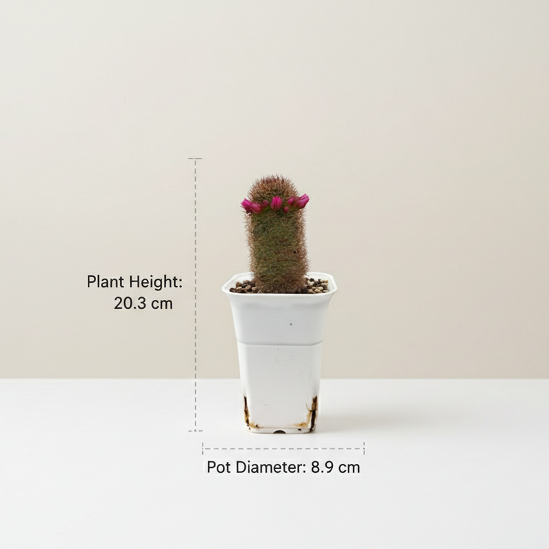 Mammillaria spinosissima f. rubrispina