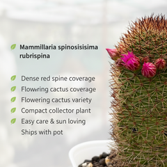 Mammillaria spinosissima f. rubrispina