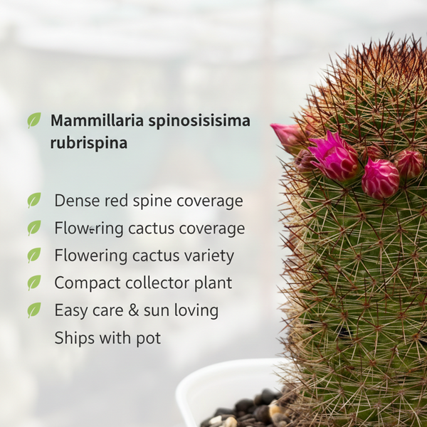 Mammillaria spinosissima f. rubrispina
