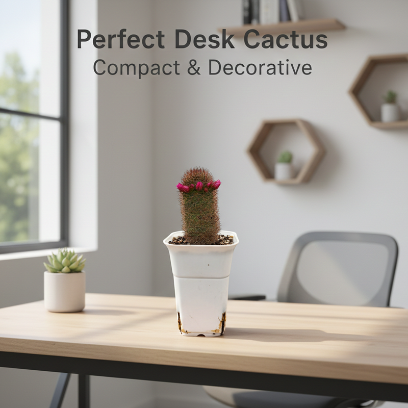 Mammillaria spinosissima f. rubrispina