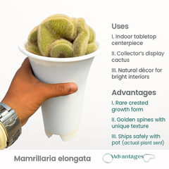 Mammillaria spinosissima var. auricoma f. cristata