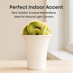 Mammillaria spinosissima var. auricoma f. cristata