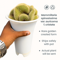 Mammillaria spinosissima var. auricoma f. cristata