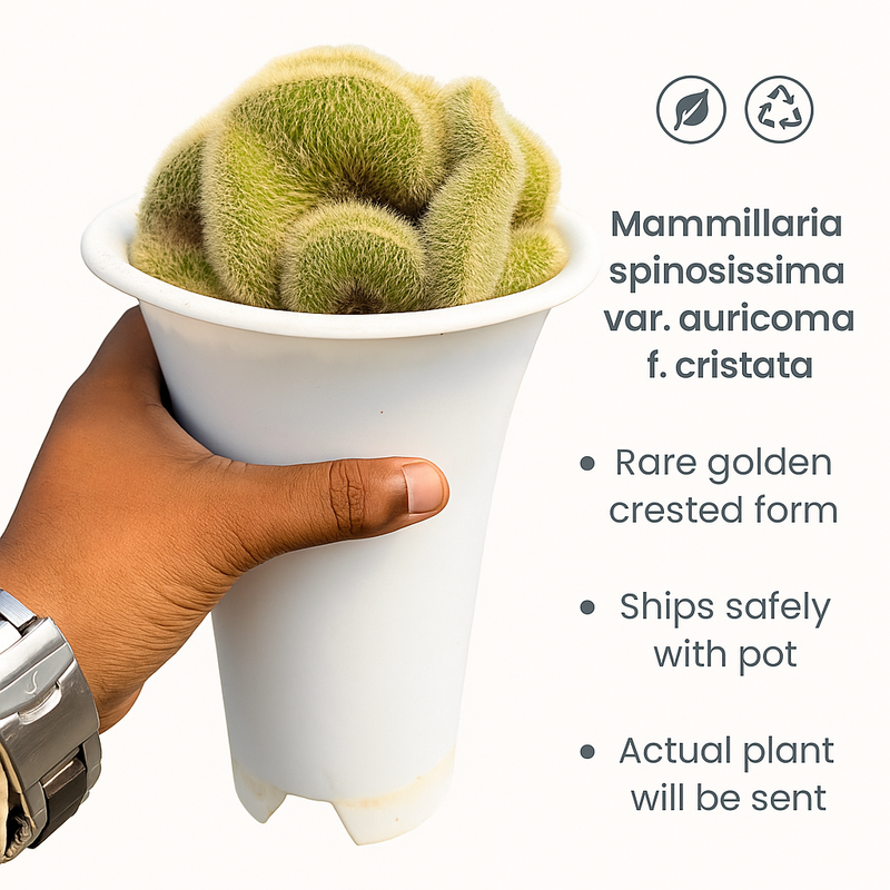 Mammillaria spinosissima var. auricoma f. cristata