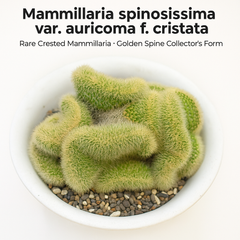 Mammillaria spinosissima var. auricoma f. cristata