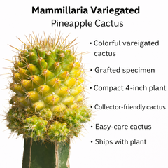 Mammillaria verigated - pineapple cactus