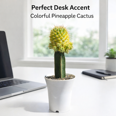 Mammillaria verigated - pineapple cactus