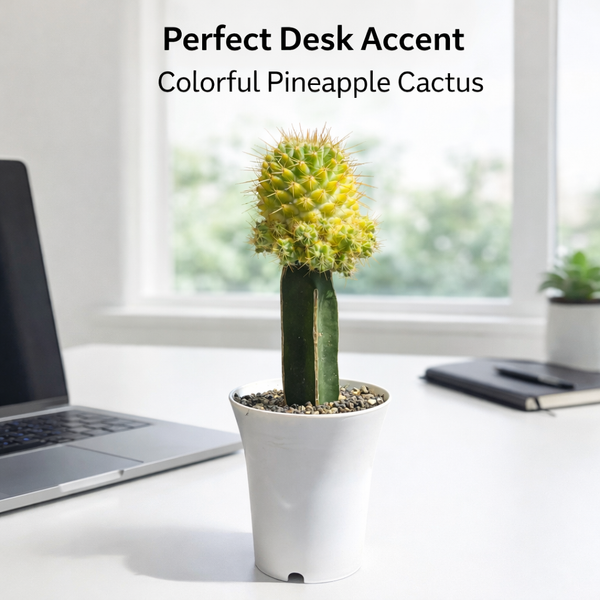 Mammillaria verigated - pineapple cactus