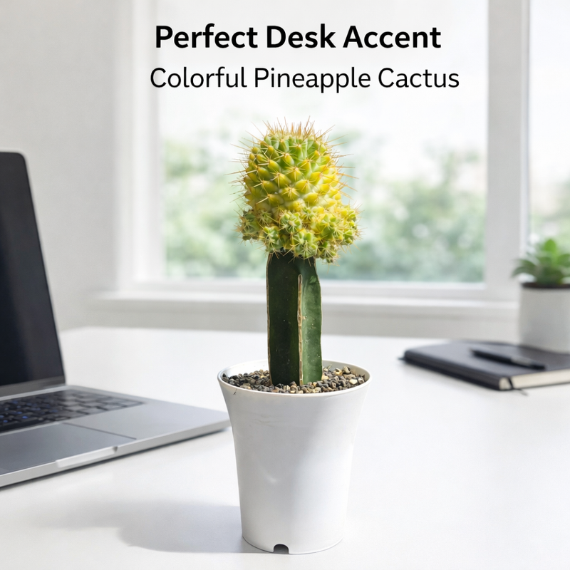 Mammillaria verigated - pineapple cactus