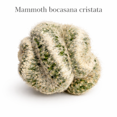 Mammoth bocasana cristata