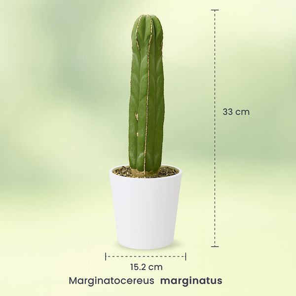 Marginatocereus marginatus