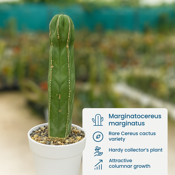 Marginatocereus marginatus