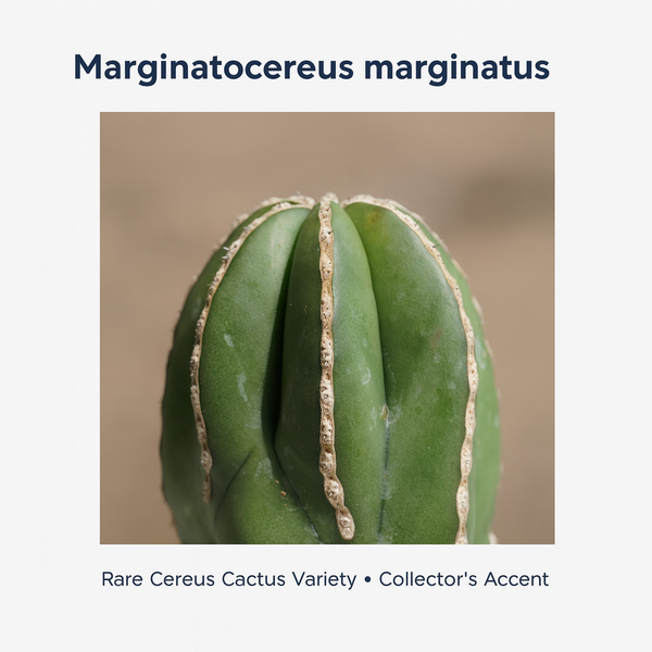 Marginatocereus marginatus