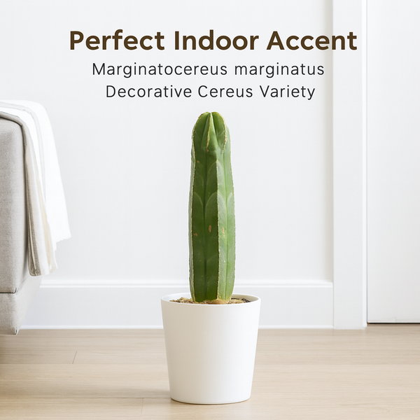 Marginatocereus marginatus