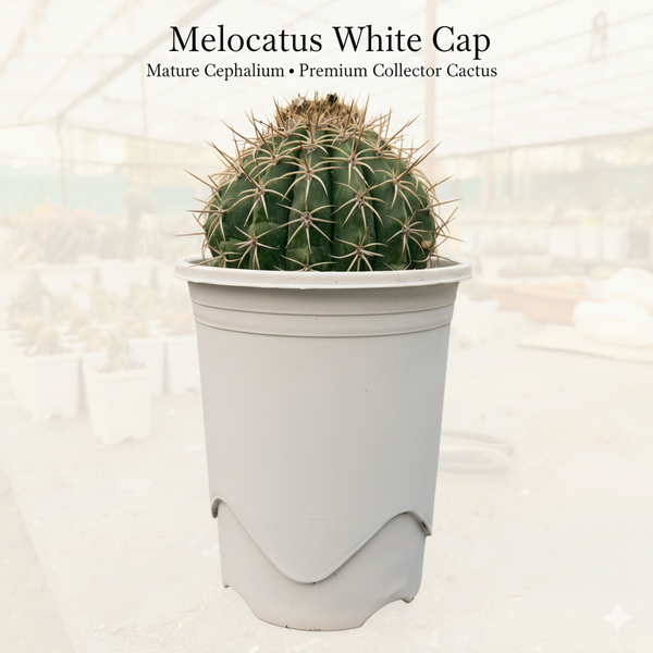Melocactus White Cap